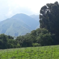 Plant een boom met Growing Trees Network