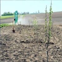 Plant een boom met Growing Trees Network